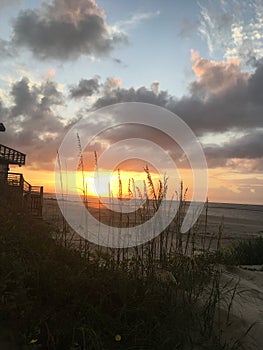 View of the ocean though the reeds sunrise in SC