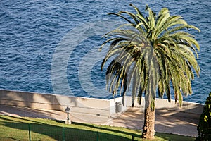 View from oceanographer Monte Carlo and a great palm