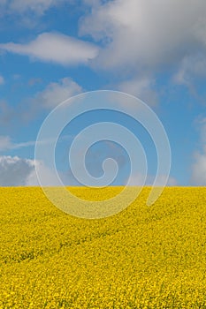 Canola/Oilseed