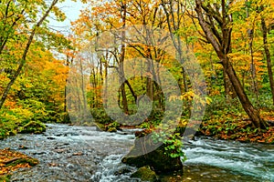 View of Oirase Mountain Stream flow rapidly passing green mossy rocks