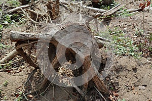 View of an old cutting surface of an excavated tree stump