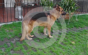 View of an old German Sheppard dog