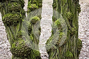 View of old and gnarled trunks of black locust tree