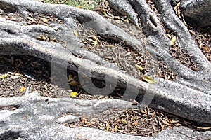 A view of old huge tree roots, leaves that can be used for backgrounds or abstract textures