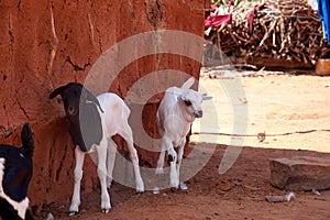 View of an old masai village with huts of clay. Kid or goat and poverty and misery in Kenya photo