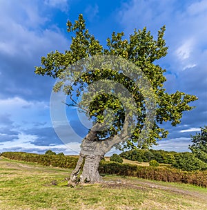 A view of an old Oak tree in Bradgate Park, Leicestershire, UK