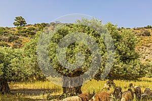 View on an old olive tree on the greek island of crete in summer