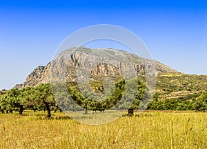 View on an old olive tree on the greek island of crete in summer