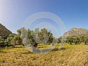 View on an old olive tree on the greek island of crete in summer