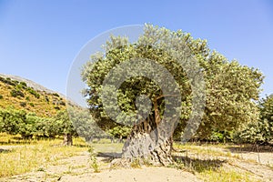 View on an old olive tree on the greek island of crete in summer