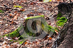View of an old rotten tree stump in the forest