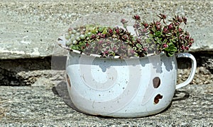 View of an old rustic pot with plants on a concrete surface