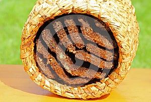 View into an old straw beehive with honeycombs from below
