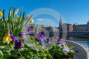View of the old town gamla stan. Stockholm capital of Sweden. Panorama with spring flowers.