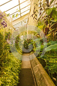 View of an old tropical greenhouse with evergreen plants, palms, lianas on a sunny day with beautiful light in Krakow