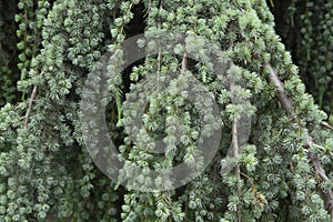 View of the old Weeping Blue Atlas Cedar. Cedrus atlantica, Glauca Pendula.