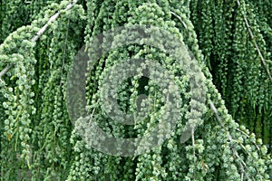 View of the old Weeping Blue Atlas Cedar. Cedrus atlantica, Glauca Pendula.