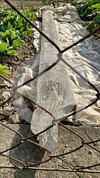 View of an old wood covering a portion of plastic mulch through an interlinked fence