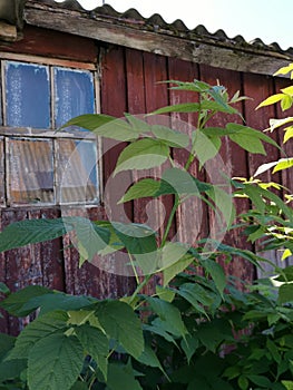 View of  old wooden wall of house with window and bushes