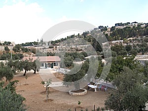 View of an olive garden in Jerusalem, Israel
