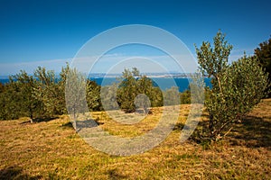 View of olive groove next to the Adriatic sea in Strunjan