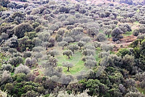 View of olive grove in Kalamata, Greece