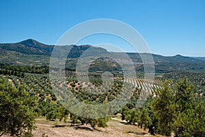 Olive grove and Cuevas de San Marcos, Spain photo