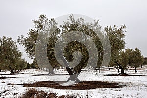 View of an olive tree in the middle of an olive field in full winter snowfall. olive oil