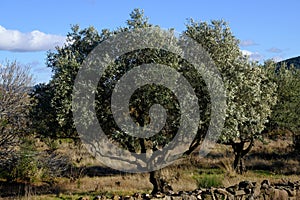 View of olive tree orchard