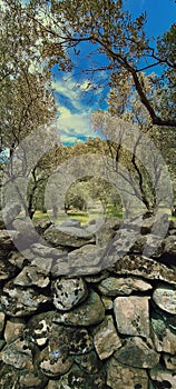 View of Olive trees behind the stone walls