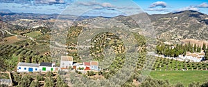 view of Olive trees plantation near La Olvera village, Andalusia