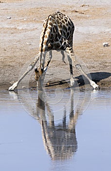 View of one drinking giraffe