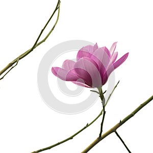 View on one single beautiful fresh pink magnolia flower on a bare branch isolated against white background.