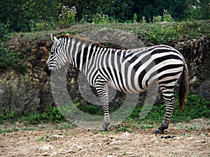 View of one zebra