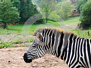 View of one zebra