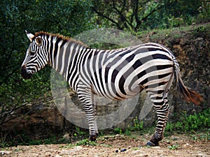 View of one zebra