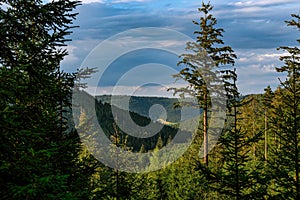 A view onto the mounains between the trees in the national park Black Forest, Germany, Kniebis, Freudenstadt