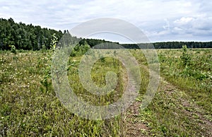 View of the open area on the edge of the forest