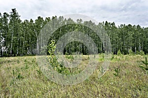 View of the open area on the edge of the forest