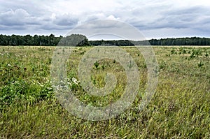 View of the open area on the edge of the forest