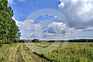 View of the open area on the edge of the forest