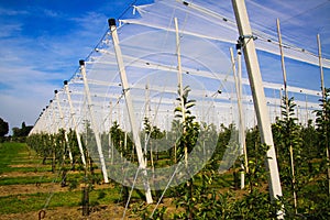 View on open greenhouse for growth of young apple trees on fruit plantation against blue sky in summer