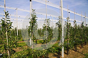 View on open greenhouse for growth of young apple trees on fruit plantation against blue sky in summer