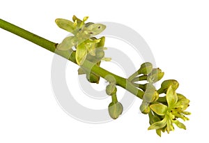 Flowers of the Avocado Tree photo