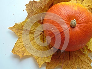 view of a pumpkin lying on top of the leaves
