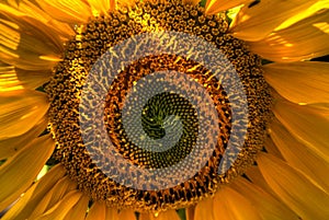 View of orange sunflower up close in a colorful garden