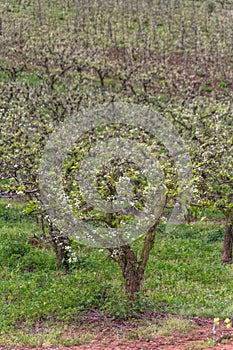 View of orchard with flowering apple trees, organic agriculture