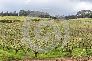 View of orchard with flowering apple trees, organic agriculture