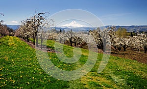 A view of orchards in Hood river