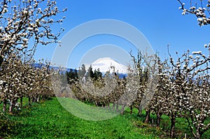 A view of orchards in Hood river